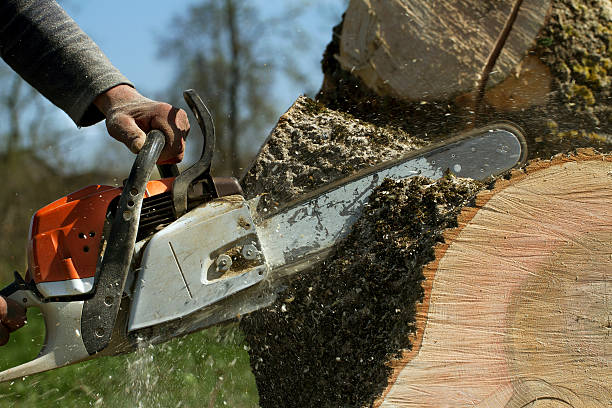 Best Tree Removal  in Cambridge, WI